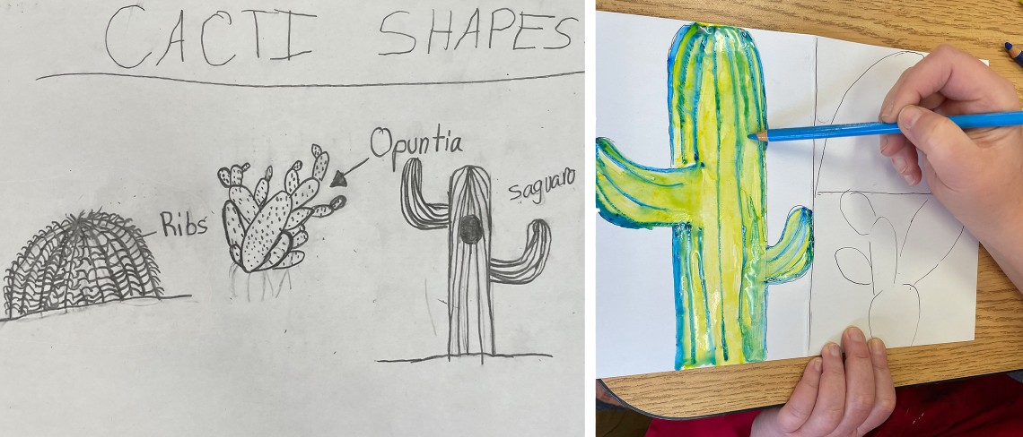 cacti drawings