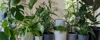 Houseplants 101: The Art of Plants