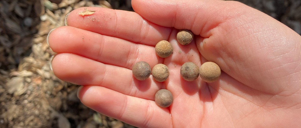 seeds in palm